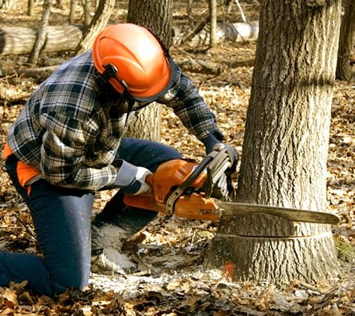 Tree Removal in Danvers, IL